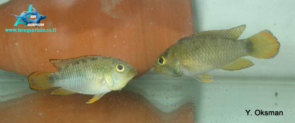 www.israquarium.co.il
